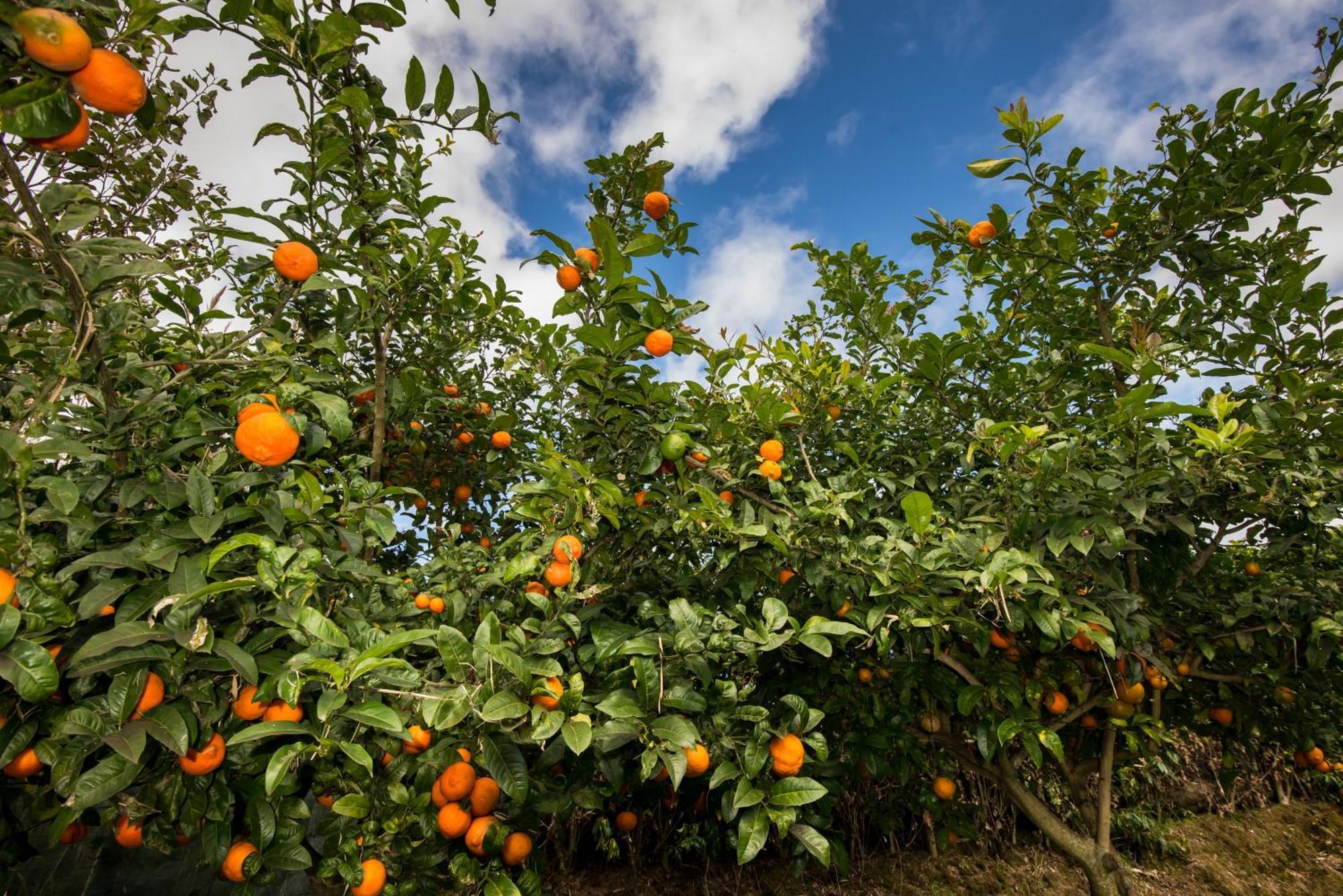Quinta Dos Curubas Βίλα Vila Franca do Campo Εξωτερικό φωτογραφία